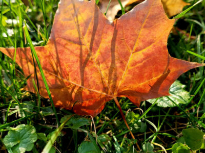 MOKYTOJŲ DIENOS IŠVYKA  „ATRASTI, PAJUSTI, ĮKVĖPTI“